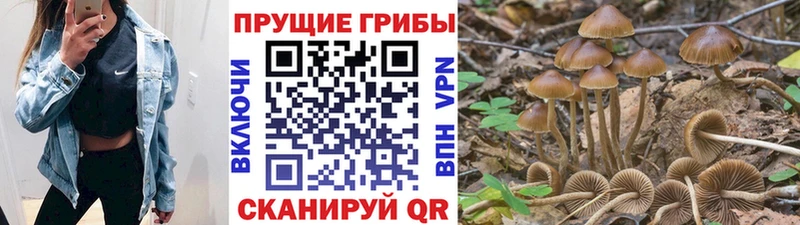 наркота Духовщина Псилоцибиновые грибы Psilocybe